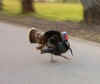 Tom turkey