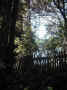 mini-IMG_0021.JPG (200857 bytes)