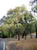 IMG_1686_800.jpg (196333 bytes)