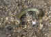 rattlesnake_800.jpg (208701 bytes)
